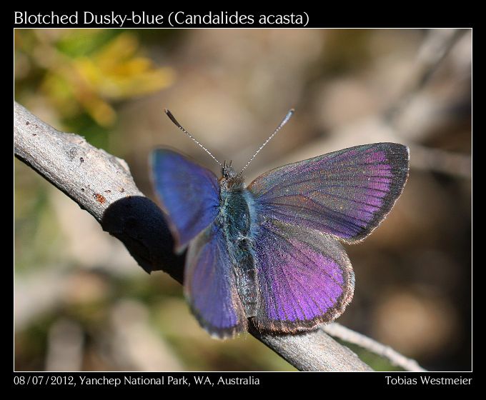 Blotched Dusky-blue (Candalides acasta)