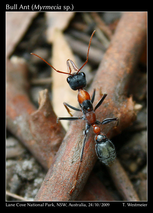 Bull Ant (Myrmecia sp.)