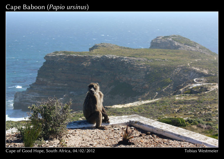 Cape Baboon (Papio ursinus)