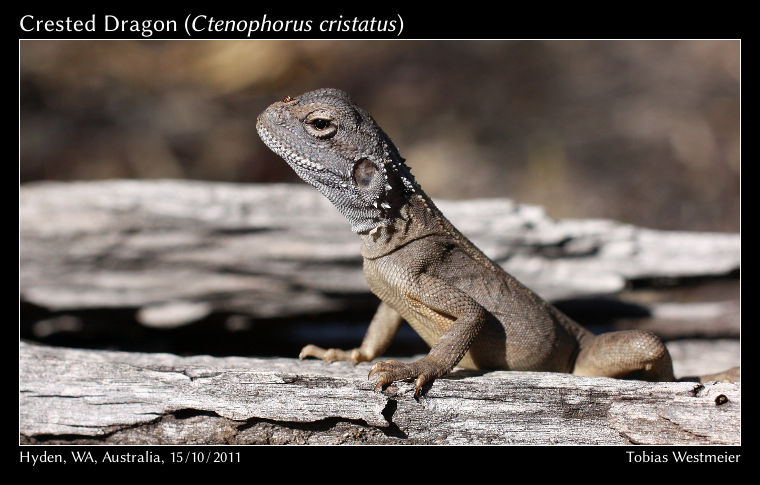 Crested dragon (Ctenophorus cristatus)