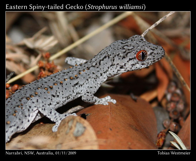 Eastern Spiny-tailed Gecko (Strophurus williamsi)