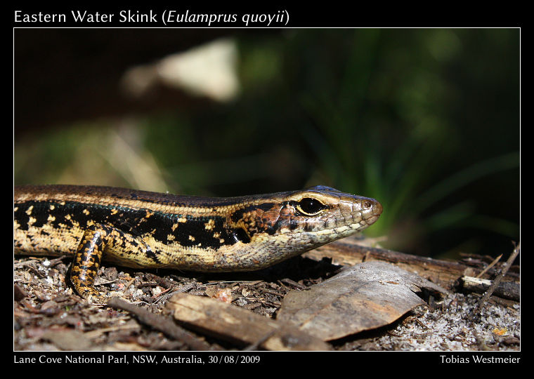 Eastern Water Skink (Eulamprus quoyii)