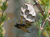 European Paper Wasp (Polistes dominulus)