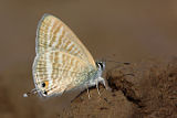 Long-tailed Pea Blue (Lampides boeticus)