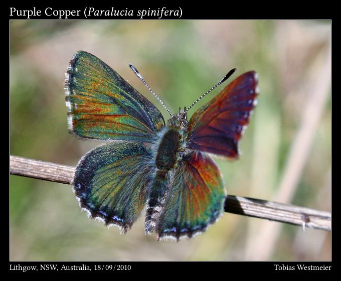 Purple Copper (Paralucia spinifera)