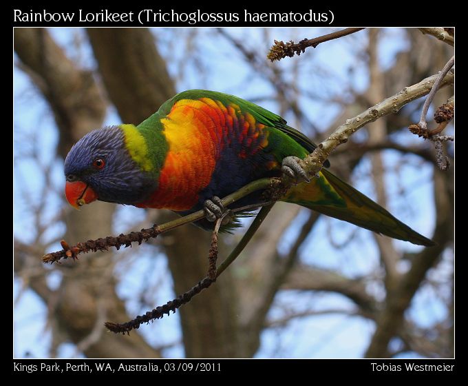 Rainbow Lorikeet (Trichoglossus haematodus)