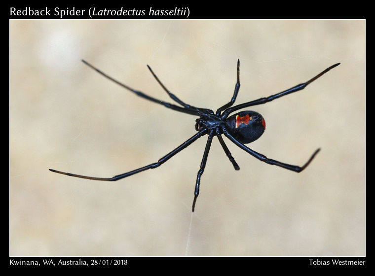 Redback Spider (Latrodectus hasseltii)