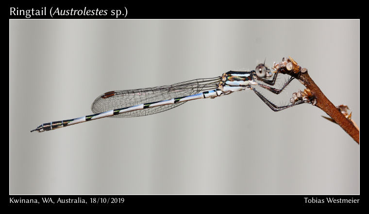 Ringtail (Austrolestes sp.)