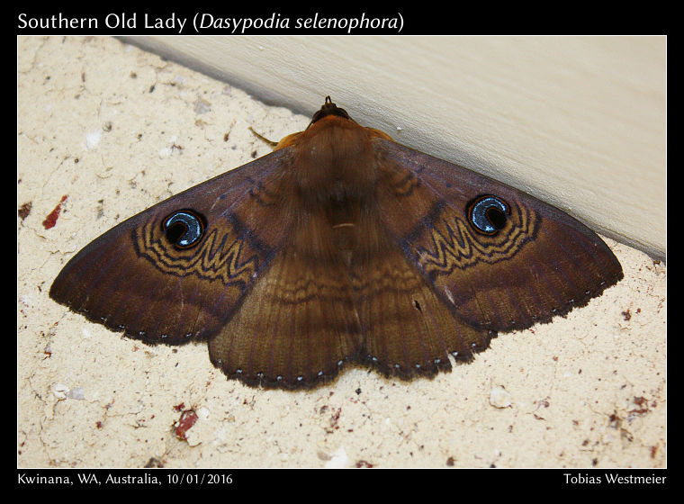 Southern Old Lady (Dasypodia selenophora)