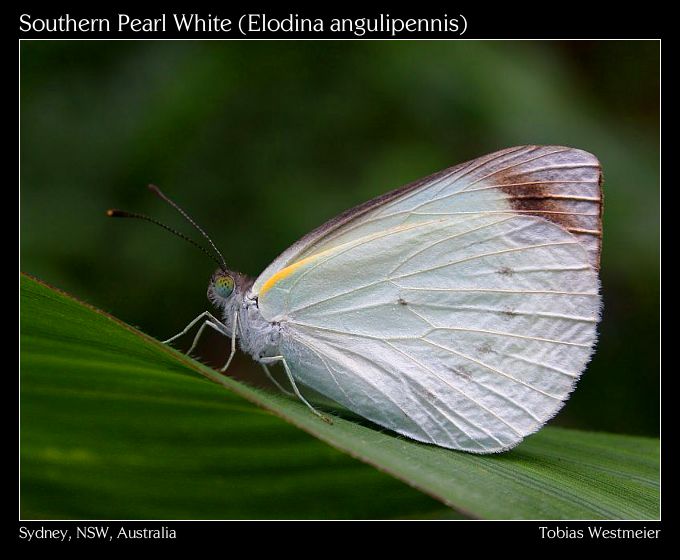 Southern Pearl White (Elodina angulipennis)