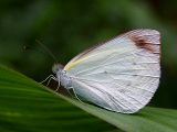 Southern Pearl White (Elodina angulipennis)
