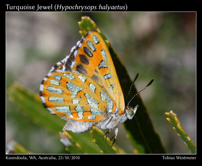 Turquoise Jewel (Hypochrysops halyaetus)
