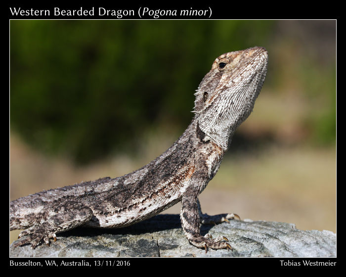 Western Bearded Dragon (Pogona minor) basking on a fence post