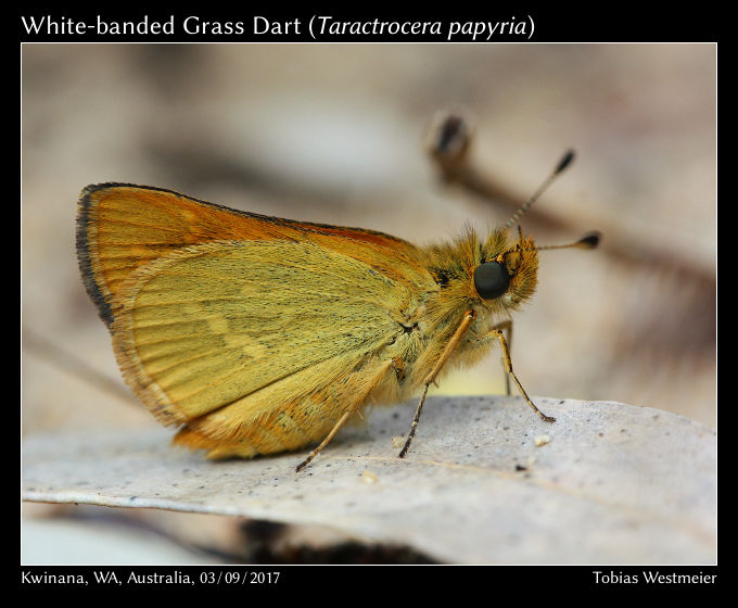 White-banded Grass Dart (Taractrocera papyria)