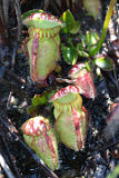 Albany Pitcher Plant (Cephalotus follicularis)