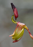 Alcock’s Duck Orchid (Paracaleana alcockii)