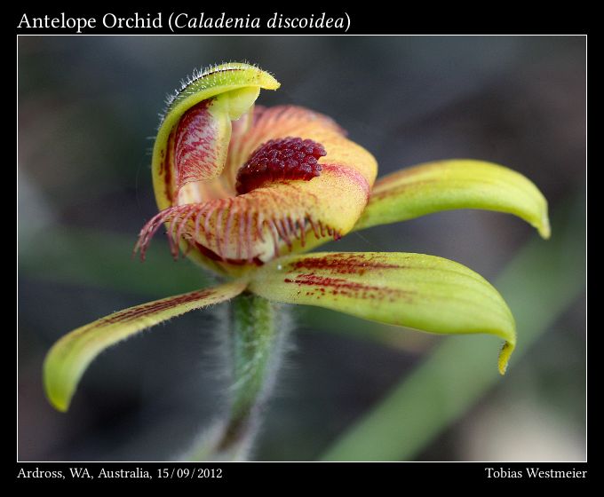 Antelope Orchid (Caladenia discoidea)