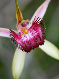 Broad-lipped Spider Orchid (Caladenia applanata)