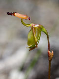 Brockman’s Duck Orchid (Paracaleana brockmanii)