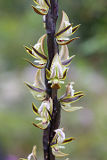 Bronze Leek Orchid (Prasophyllum giganteum)