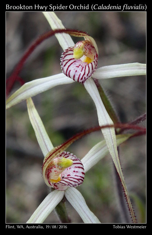 Brookton Highway Spider Orchid (Caladenia fluvialis)