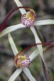 Brookton Highway Spider Orchid (Caladenia fluvialis)