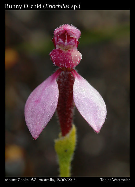Bunny Orchid (Eriochilus sp.)