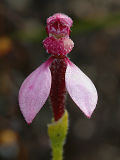 Bunny Orchid (Eriochilus sp.)