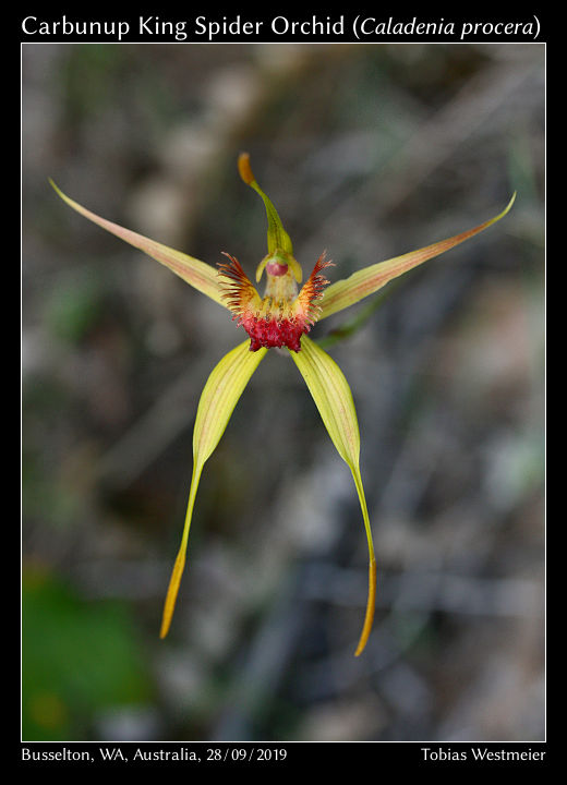 Carbunup King Spider Orchid (Caladenia procera)