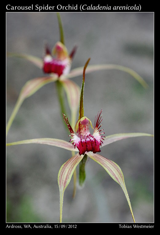 Carousel Spider Orchid (Caladenia arenicola)