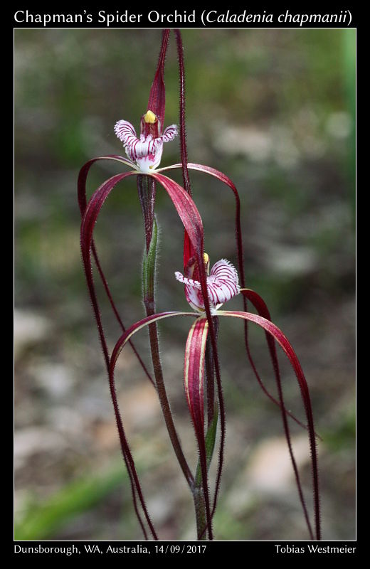 Chapman’s Spider Orchid (Caladenia_chapmanii)