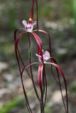 Chapman’s Spider Orchid (Caladenia_chapmanii)