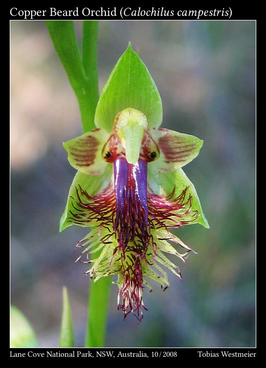 Copper Beard Orchid (Calochilus campestris)