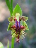 Copper Beard Orchid (Calochilus campestris)