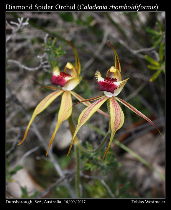 Diamond Spider Orchid (Caladenia rhomboidiformis)