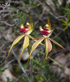 Diamond Spider Orchid (Caladenia rhomboidiformis)