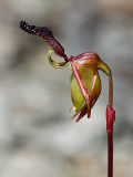 Flying Duck Orchid (Paracaleana nigrita)