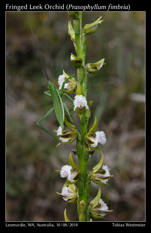 Fringed Leek Orchid (Prasophyllum fimbria)
