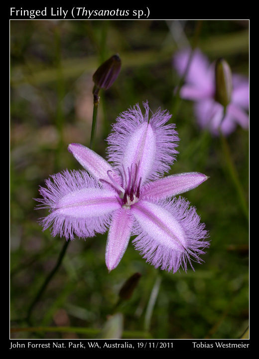 Fringed Lily (Thysanotus sp.)