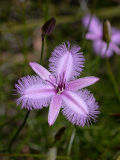 Fringed Lily (Thysanotus sp.)