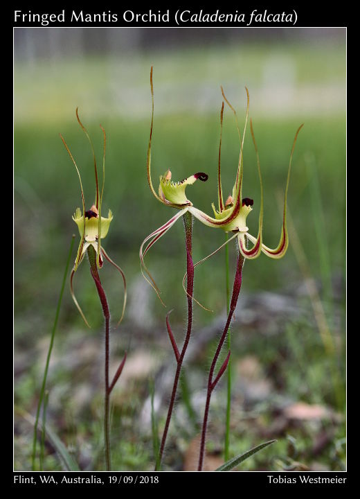 Fringed Mantis Orchid (Caladenia falcata)