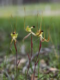 Fringed Mantis Orchid (Caladenia falcata)