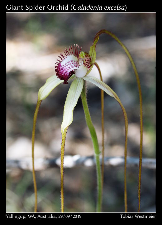 Giant Spider Orchid (Caladenia excelsa)