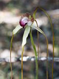 Giant Spider Orchid (Caladenia excelsa)