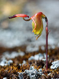 Granite Duck Orchid (Paracaleana granitica)