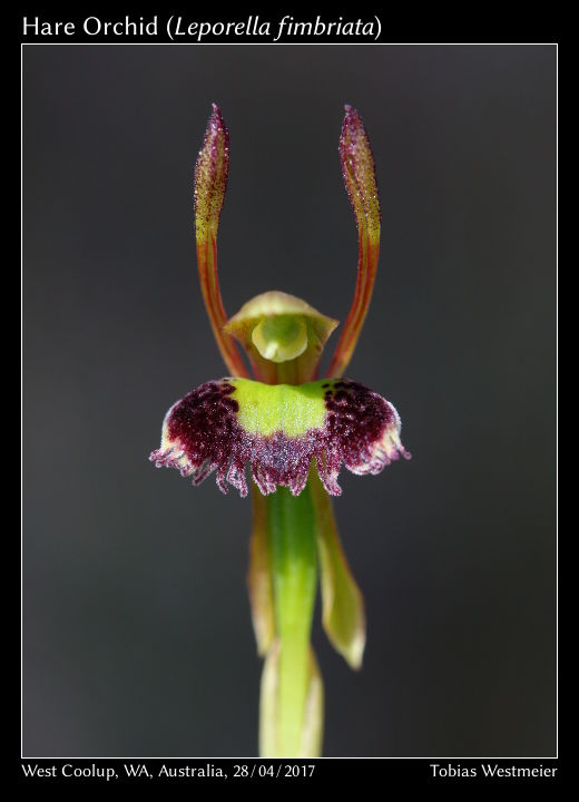 Hare Orchid (Leporella fimbriata)