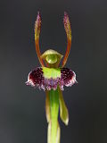 Hare Orchid (Leporella fimbriata)
