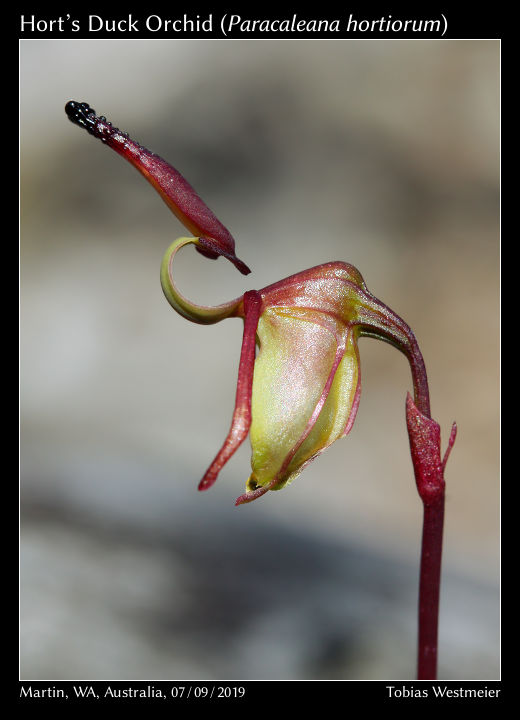 Hort’s Duck Orchid (Paracaleana hortiorum)