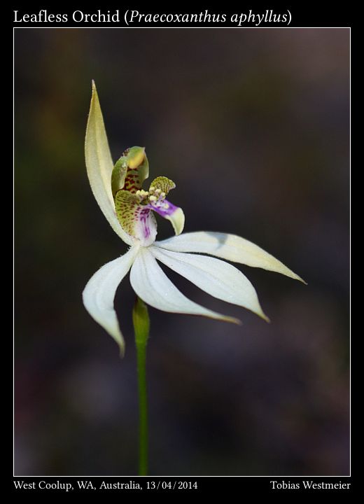 Leafless Orchid (Praecoxanthus aphyllus)