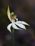 Leafless Orchid (Praecoxanthus aphyllus)